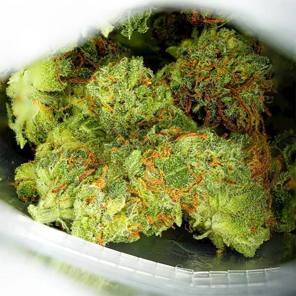Giga Chad susz konopny 15% CBD 10g