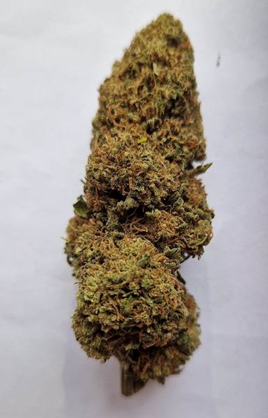 SUSZ KONOPNY LEMON HAZE PREMIUM 5g