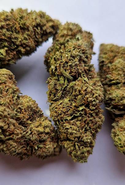 SUSZ KONOPNY LEMON HAZE PREMIUM 5g