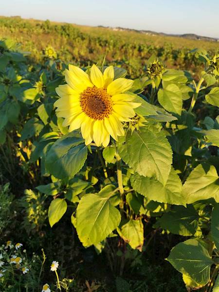 Słonecznik ozdobny Helianthus Annus Czerwony 2g