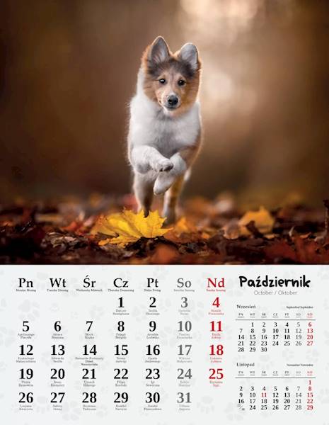 Kalendarz 2026 Artsezon 44x34 Psy