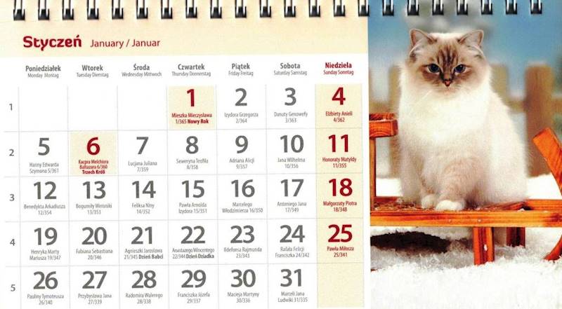 Kalendarz 2026 Artsezon biurkowy 19,5x11 Koty