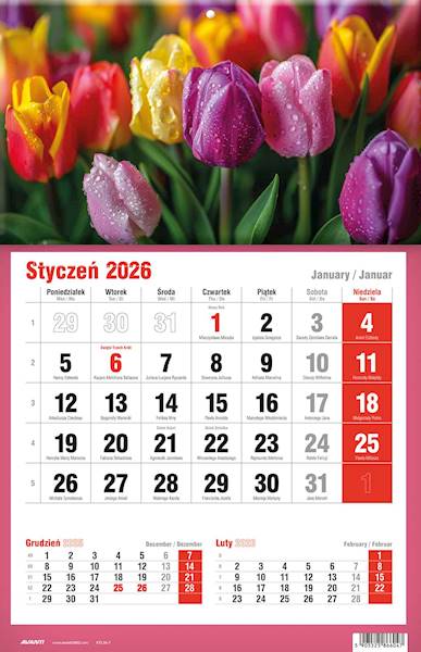 Kalendarz 2026 Avanti Jednodzielny KTJ Tulipany