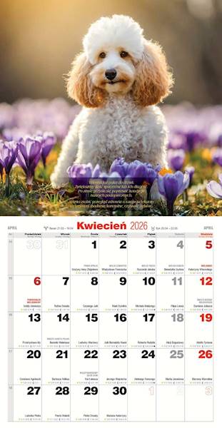 Kalendarz 2026 Avanti 30x30 Psy