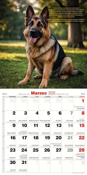 Kalendarz 2026 Avanti 30x30 Psy