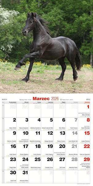 Kalendarz 2026 Avanti 30x30 Konie