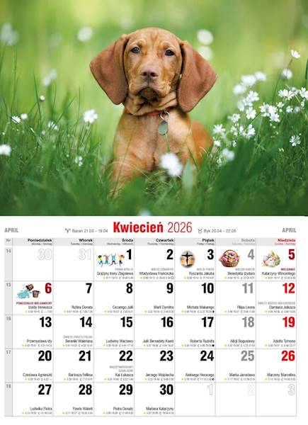 Kalendarz 2026 Avanti Ścienny Albumowy Psy