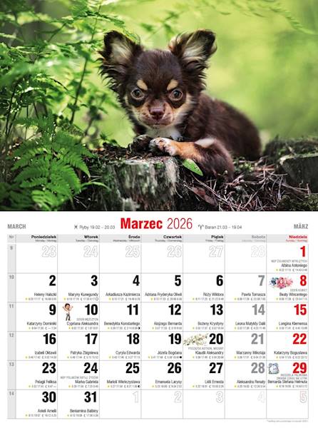 Kalendarz 2026 Avanti Ścienny Albumowy Psy