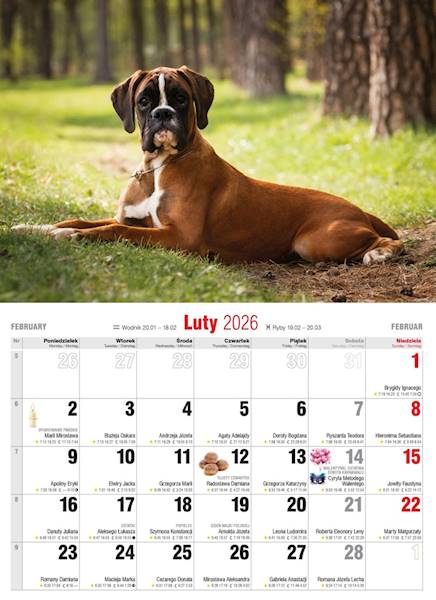 Kalendarz 2026 Avanti Ścienny Albumowy Psy