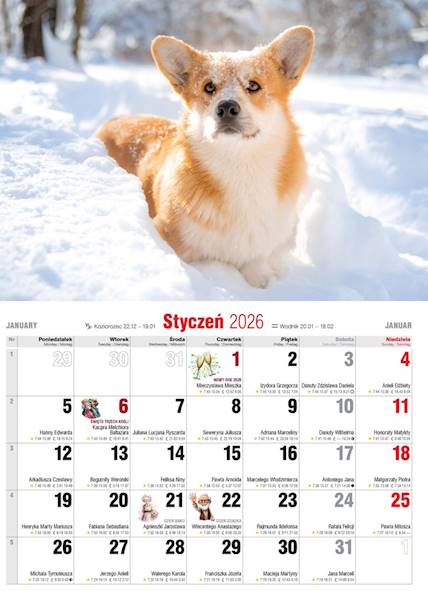 Kalendarz 2026 Avanti Ścienny Albumowy Psy