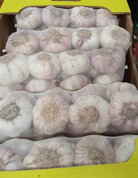 CZOSNEK ES rękaw +/-1kg