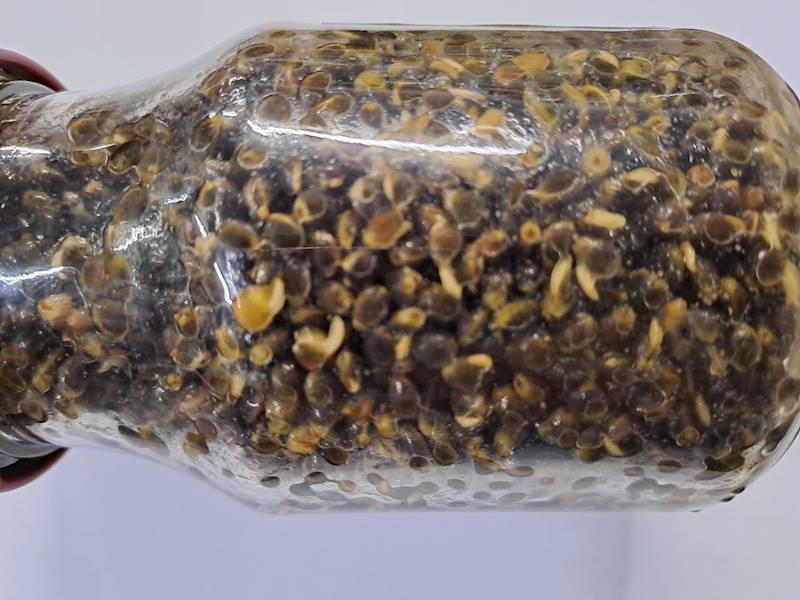 KONOPIA ELDORADO SŁOIK 150g