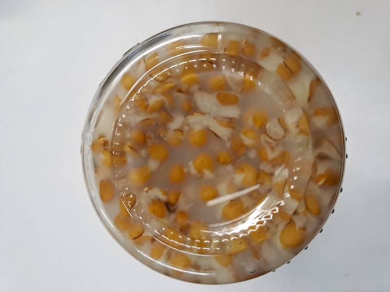 PSZENICA ELDORADO SŁOIK 150g