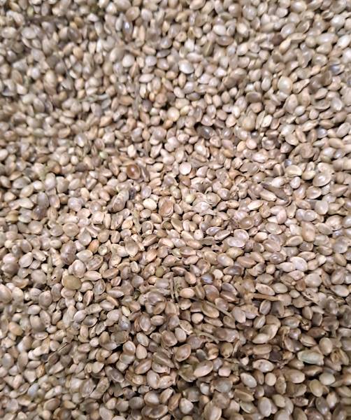 KONOPIA ZIARNO 1KG PRZEWIANA / CZYSTOŚĆ 98%