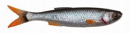 GUMA SGCRAFT DYING MINNOW ROACH 10cm