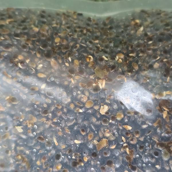 Ziarna Konopia - Naturalna 5kg