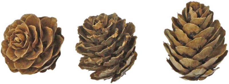 Dekoracje florystyczne Titanum szyszki 20g
