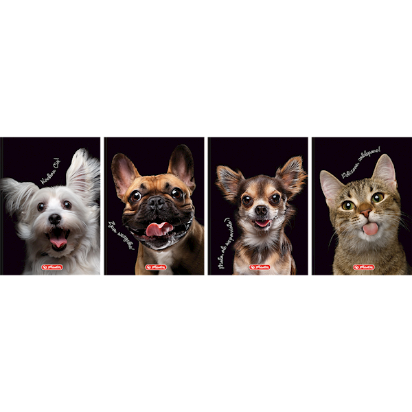 Brulion A6/80 kratka Herlitz Crazy Animals