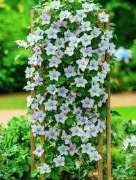 Kwiat  ANIOŁ 36 STAŚ