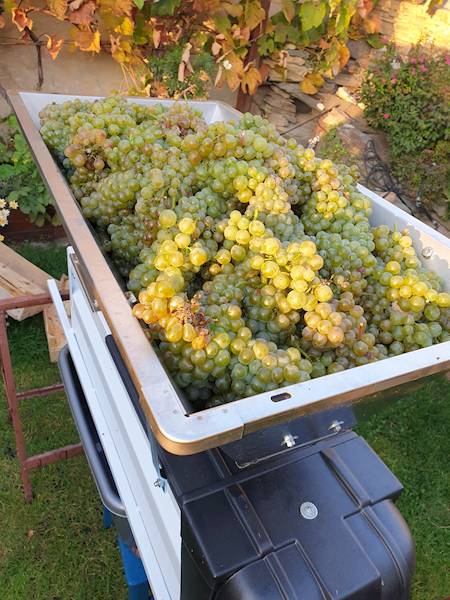 Wino Białe Półsłodkie Musujące