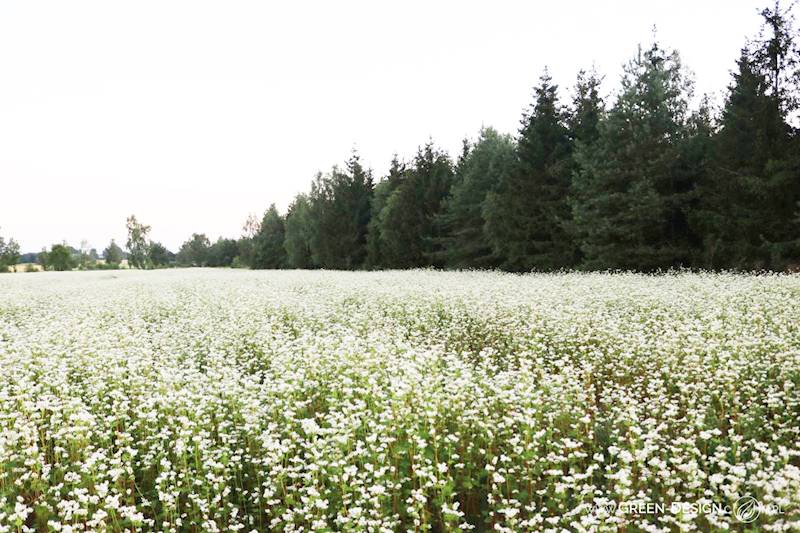 Miód Gryczany 1,2 kg