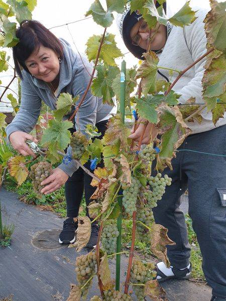 Wino Białe Półsłodkie Wiosenny Poranek 