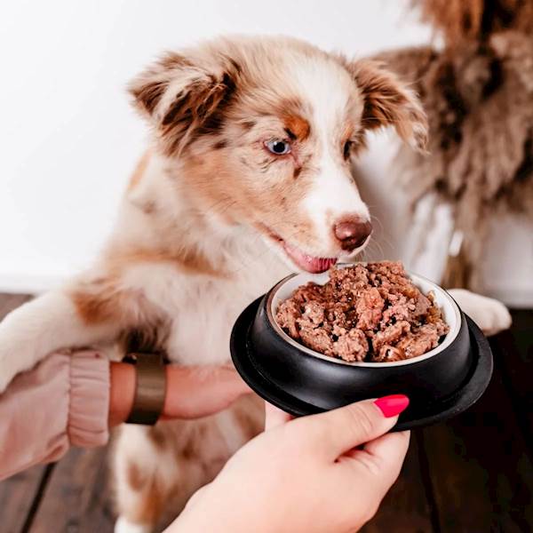 PERRO GOURMET JELEŃ Z GRUSZKĄ JUNIOR (DLA SZCZENIĄT) 400G