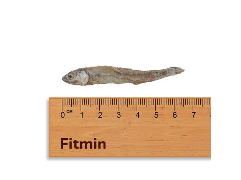 FITMIN CAT FOR LIFE DRIED FISH 50G
