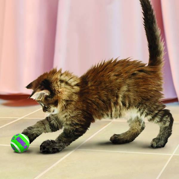 KONG CAT TENIS BALLS WITH BELLS