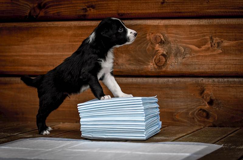 ZOLUX MATY ABSORBUJĄCE 60X60 10SZT