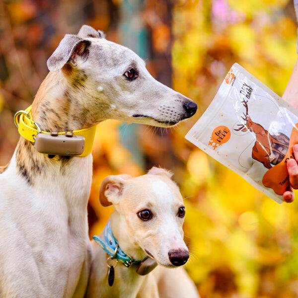 PEPE LIOFILIZOWANE PRZYSMAKI DEER (MIĘSO JELENIA) 60G