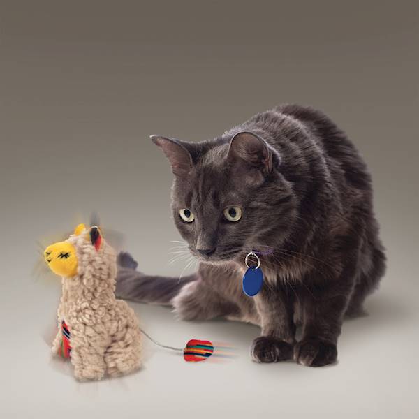 KONG CAT SOFTIES BUZZY LLAMA