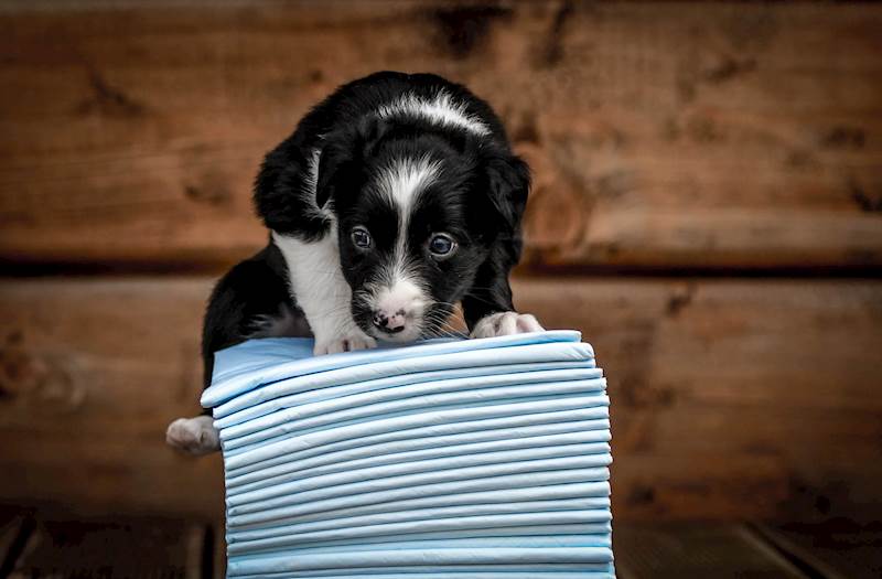 ZOLUX MATY ABSORBUJĄCE 45X60 10SZT