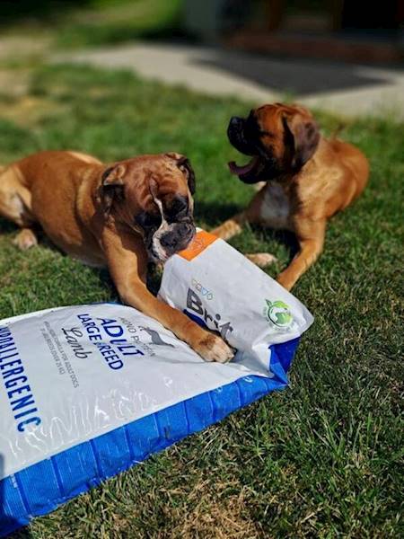 BRIT CARE DOG HYPOALLERGENIC ADULT LARGE BREED LAMB 3KG