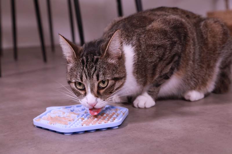 ZOLUX SILIKONOWA MATA DO LIZANIA DLA KOTA NIEBIESKA 18,5X15,5CM