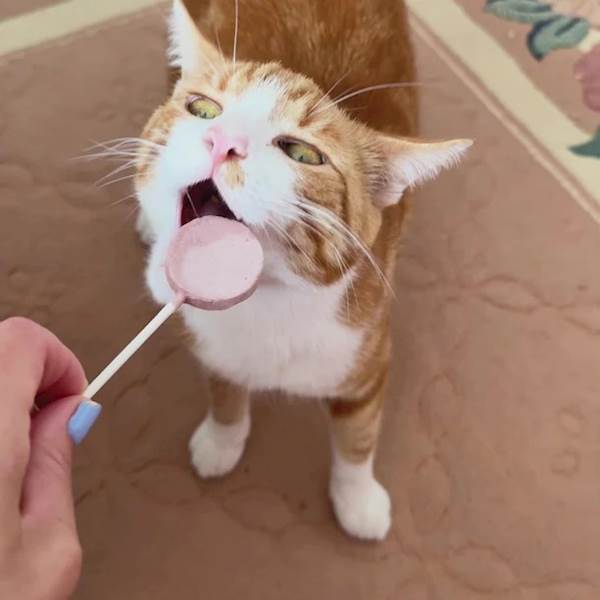 DR MALOU MIĘSNE LIZAKI LIOFILIZOWANE DLA KOTA 15X25G