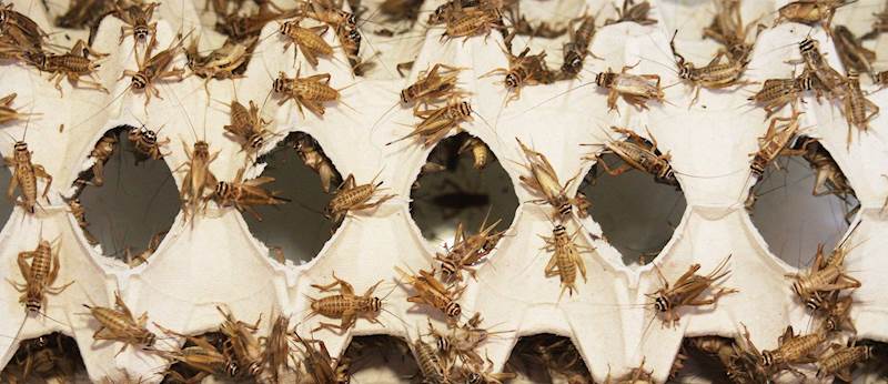 CRICKETS HOUSE ŚWIERSZCZE