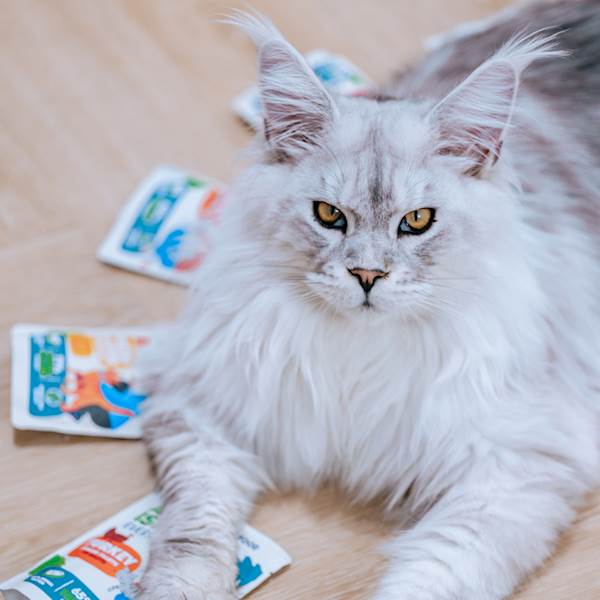 ANIMAL ISLAND CAT EVERYDAY BIAŁA RYBA (FILECIKI W BULIONIE) 85G