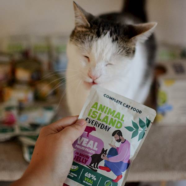 ANIMAL ISLAND CAT EVERYDAY CIELĘCINA (FILECIKI W GALARETCE) 85G