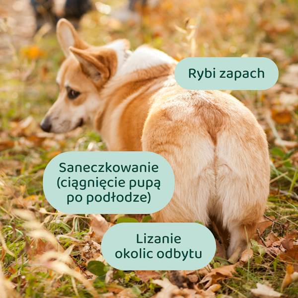 DOGSUPPY GRUCZOŁY OKOŁOODBYTOWE 180G