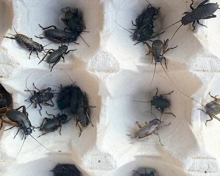 CRICKETS HOUSE ŚWIERSZCZE