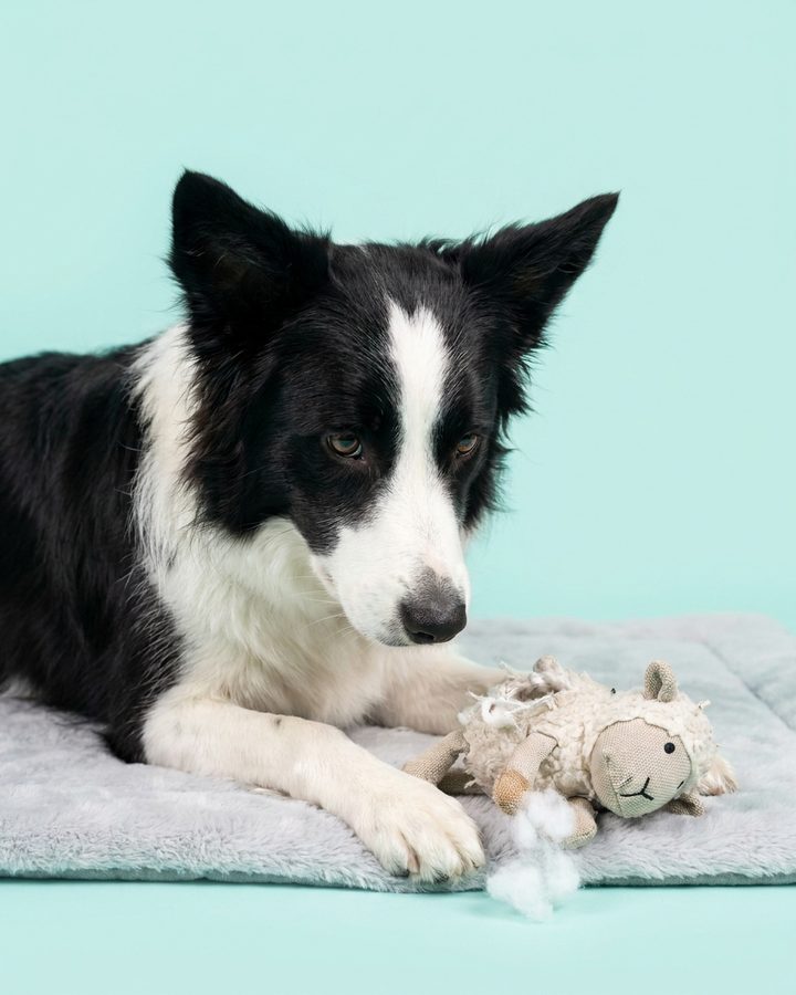 Border collie leży z niewinną miną obok rozprutej pluszowej zabawki