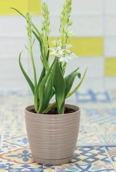 Sahara petit okrągła z podstawką 19 antracyt