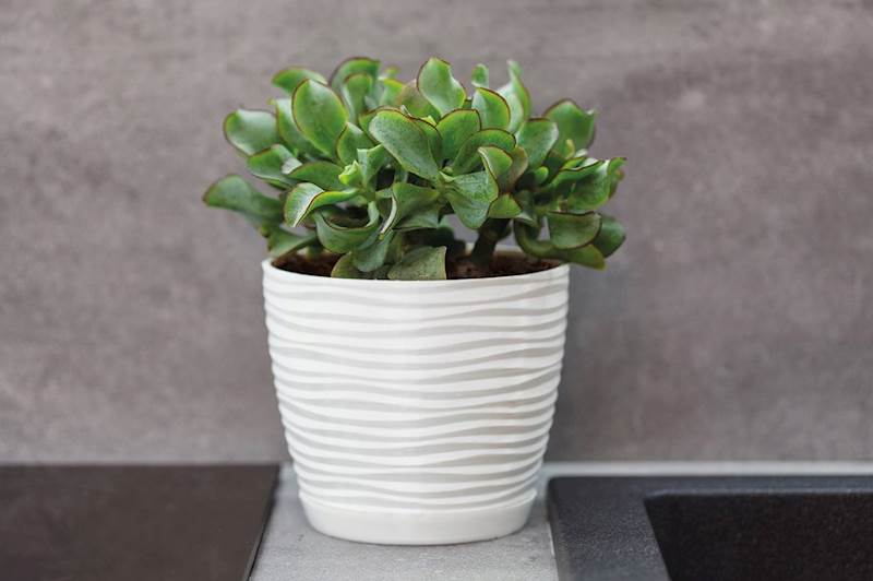 Sahara petit okrągła z podstawką 15 krem