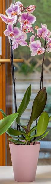 Osłonka do storczyków Vanda 13 Pudrowy Róż mat