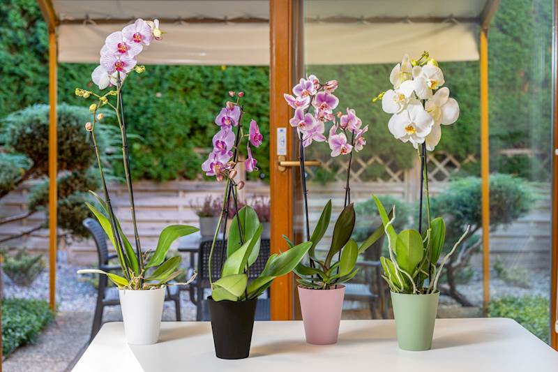 Osłonka do storczyków Vanda 13 Czarny mat