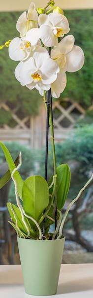 Osłonka do storczyków Vanda 13 Karczoch mat