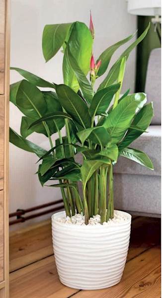 Sahara petit okrągła z podstawką 27 krem