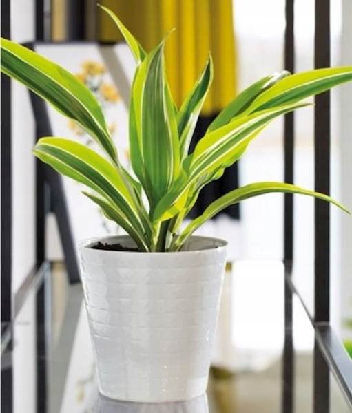 Diament petit 22 czarny