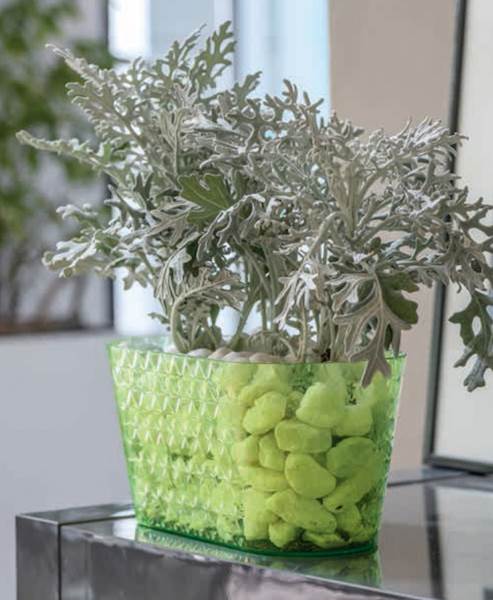 Skrzynka Diament Petit 23 transparentny limonka